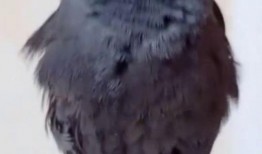 八哥爆料视频在哪里,热门话题背后的真相与内幕